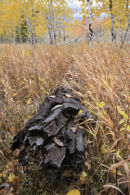 ASPEN WOOD